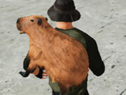 Capybara