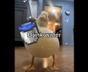 Wlofduck