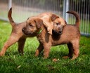 Irish Terrier