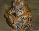 FERNANDO TIGRE