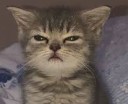 meowbali