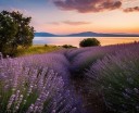 BALATON